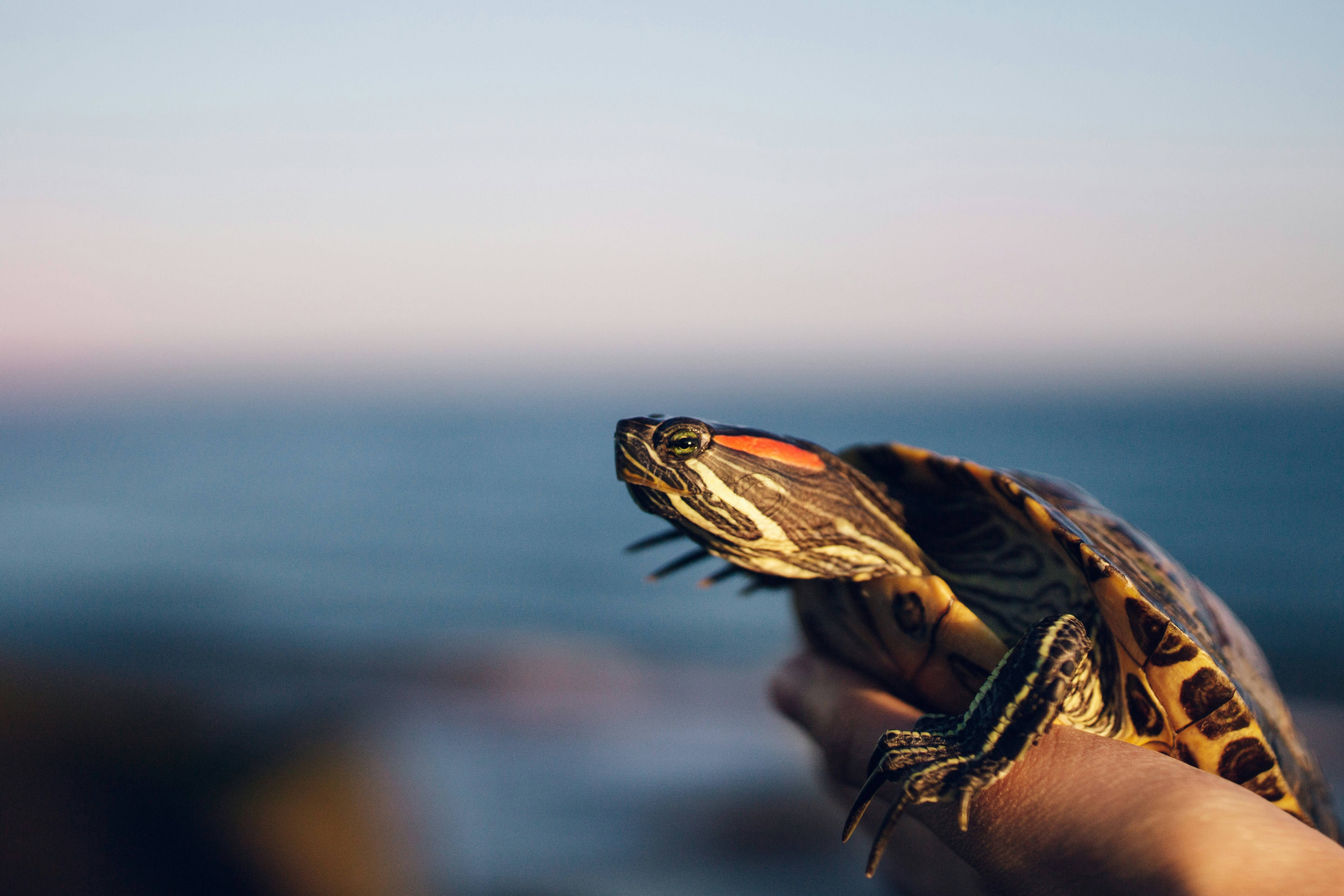 brown and black turtle on brown wooden dock during daytime